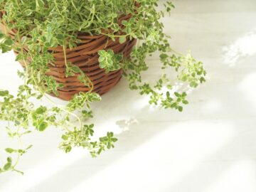植物